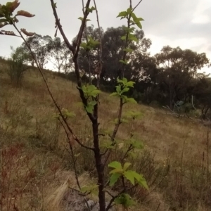 Prunus avium at Fadden, ACT - 21 Feb 2023