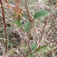 Prunus avium at Fadden, ACT - 21 Feb 2023