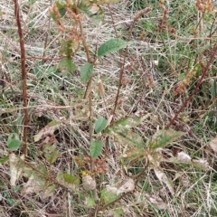 Prunus avium at Fadden, ACT - 21 Feb 2023