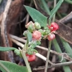 Einadia nutans (Climbing Saltbush) at Wanniassa Hill - 20 Feb 2023 by KumikoCallaway