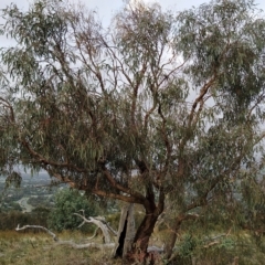 Eucalyptus nortonii (Large-flowered Bundy) at Wanniassa Hill - 20 Feb 2023 by KumikoCallaway