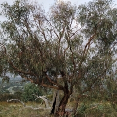 Eucalyptus nortonii (Mealy Bundy) at Fadden, ACT - 21 Feb 2023 by KumikoCallaway