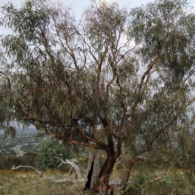 Eucalyptus nortonii (Large-flowered Bundy) at Fadden, ACT - 20 Feb 2023 by KumikoCallaway