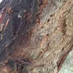 Eucalyptus nortonii at Wanniassa Hill - 21 Feb 2023