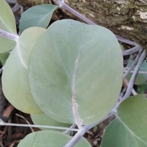 Eucalyptus nortonii at Wanniassa Hill - 21 Feb 2023