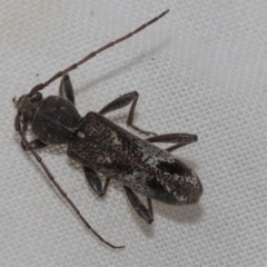 Phacodes personatus (Longhorn beetle) at Higgins, ACT - 21 Feb 2023 by AlisonMilton