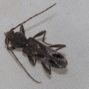 Phacodes personatus at Higgins, ACT - 21 Feb 2023 09:27 AM