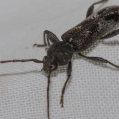 Phacodes personatus at Higgins, ACT - 21 Feb 2023 09:27 AM