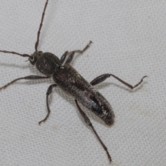 Phacodes personatus at Higgins, ACT - 21 Feb 2023 09:27 AM