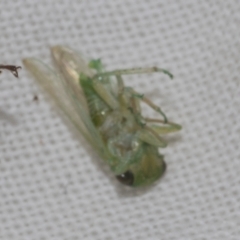 Cicadellidae (family) (Unidentified leafhopper) at Higgins, ACT - 20 Feb 2023 by AlisonMilton