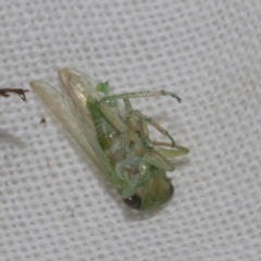 Cicadellidae (family) at Higgins, ACT - 21 Feb 2023