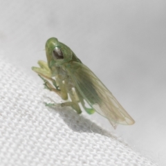 Cicadellidae (family) at Higgins, ACT - 21 Feb 2023 09:42 AM