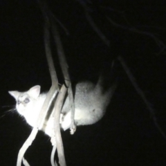 Trichosurus vulpecula at Queanbeyan, NSW - 21 Feb 2023