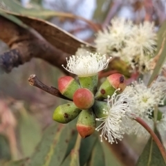 Eucalyptus nortonii (Mealy Bundy) at Wanniassa Hill - 20 Feb 2023 by KumikoCallaway