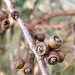 Eucalyptus nortonii at Fadden, ACT - 21 Feb 2023