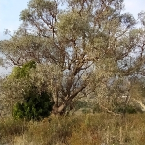 Eucalyptus nortonii at Fadden, ACT - 21 Feb 2023