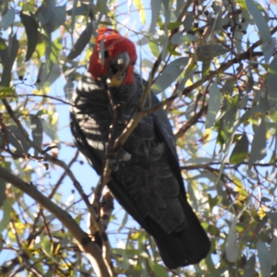 Callocephalon fimbriatum (Gang-gang Cockatoo) at Pialligo, ACT - 19 Feb 2023 by HelenCross