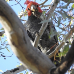 Callocephalon fimbriatum at Pialligo, ACT - 19 Feb 2023