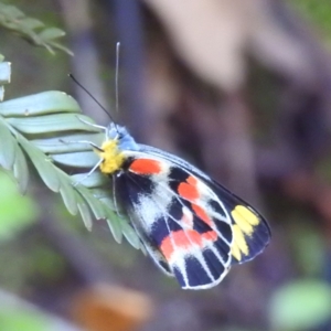 Delias harpalyce at Acton, ACT - 20 Feb 2023 04:11 PM