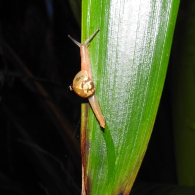 Mysticarion porrectus (Golden Semi-slug) at ANBG - 20 Feb 2023 by HelenCross