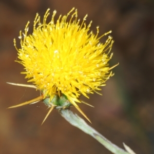 Centaurea solstitialis at Cavan, NSW - 21 Feb 2023 03:06 PM