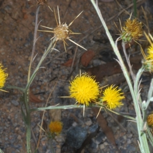 Centaurea solstitialis at Cavan, NSW - 21 Feb 2023 03:06 PM