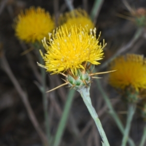 Centaurea solstitialis at Cavan, NSW - 21 Feb 2023 03:06 PM