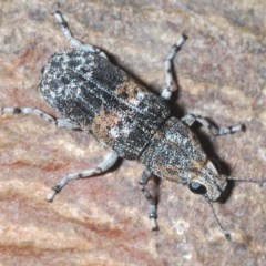 Dendropemon subfasciatus (Fungus weevil) at Cavan, NSW - 21 Feb 2023 by Harrisi