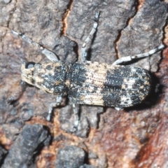 Dendropemon subfasciatus at Cavan, NSW - 21 Feb 2023 03:09 PM