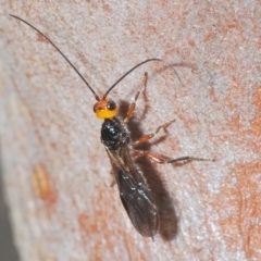 Braconidae (family) (Unidentified braconid wasp) at Cavan, NSW - 21 Feb 2023 by Harrisi