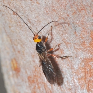 Braconidae (family) at Cavan, NSW - 21 Feb 2023 03:16 PM