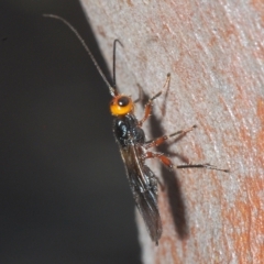 Braconidae (family) at Cavan, NSW - 21 Feb 2023 03:16 PM