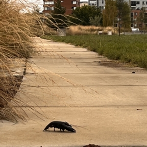 Cherax destructor at Kingston, ACT - 21 Feb 2023