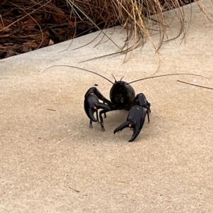 Cherax destructor at Kingston, ACT - 21 Feb 2023 06:40 PM