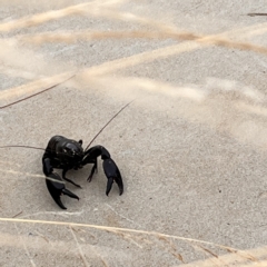 Cherax destructor at Kingston, ACT - 21 Feb 2023 06:40 PM