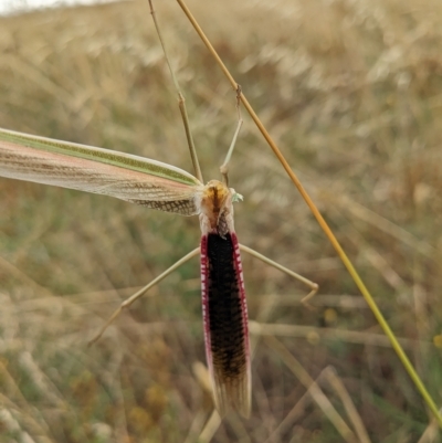 Tenodera australasiae (Purple-winged mantid) at Kambah, ACT - 21 Feb 2023 by HelenCross