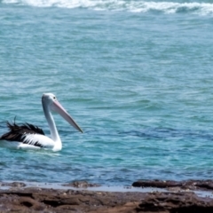 Pelecanus conspicillatus (Australian Pelican) at Lake Illawarra, NSW - 21 Feb 2023 by Aussiegall