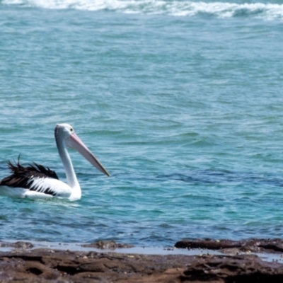 Pelecanus conspicillatus (Australian Pelican) at Lake Illawarra, NSW - 21 Feb 2023 by Aussiegall