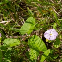 Polymeria calycina (Slender Bindweed) at Lake Illawarra, NSW - 21 Feb 2023 by Aussiegall