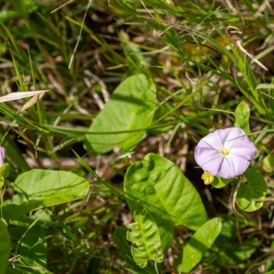 Polymeria calycina (Slender Bindweed) at Lake Illawarra, NSW - 21 Feb 2023 by Aussiegall