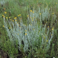 Chrysocephalum apiculatum (Common Everlasting) at Boorowa, NSW - 23 Oct 2022 by MichaelBedingfield