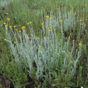 Chrysocephalum apiculatum at Boorowa, NSW - 23 Oct 2022 03:15 PM