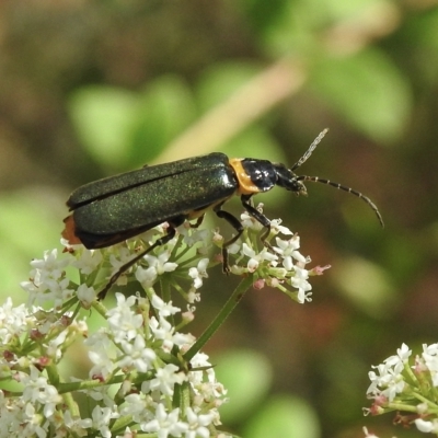 Chauliognathus lugubris (Plague Soldier Beetle) at Penrose, NSW - 16 Feb 2023 by GlossyGal