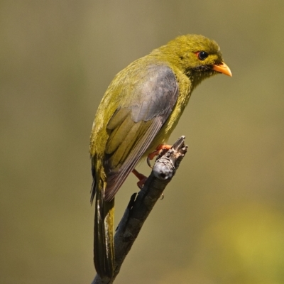 Manorina melanophrys (Bell Miner) at Bargo, NSW - 17 Oct 2021 by Freebird