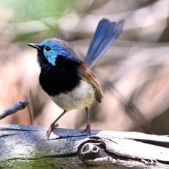 Malurus lamberti (Variegated Fairywren) at Bargo, NSW - 7 Dec 2021 by Freebird