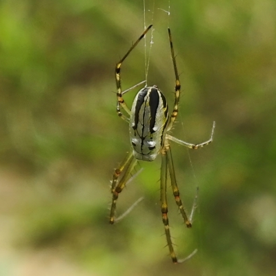 Leucauge dromedaria (Silver dromedary spider) at Greenway, ACT - 21 Feb 2023 by JohnBundock