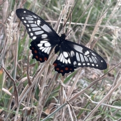 Papilio anactus (Dainty Swallowtail) at Franklin, ACT - 22 Feb 2023 by JaneR