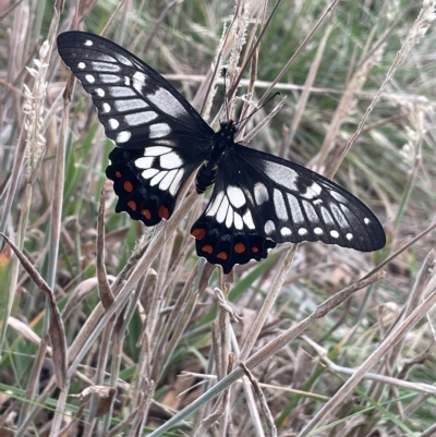 Papilio anactus (Dainty Swallowtail) at Franklin, ACT - 22 Feb 2023 by JaneR