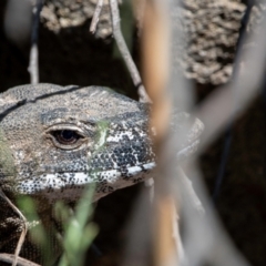 Varanus rosenbergi at Tharwa, ACT - 19 Feb 2023