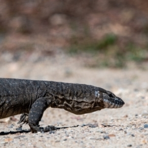 Varanus rosenbergi at Tharwa, ACT - 19 Feb 2023